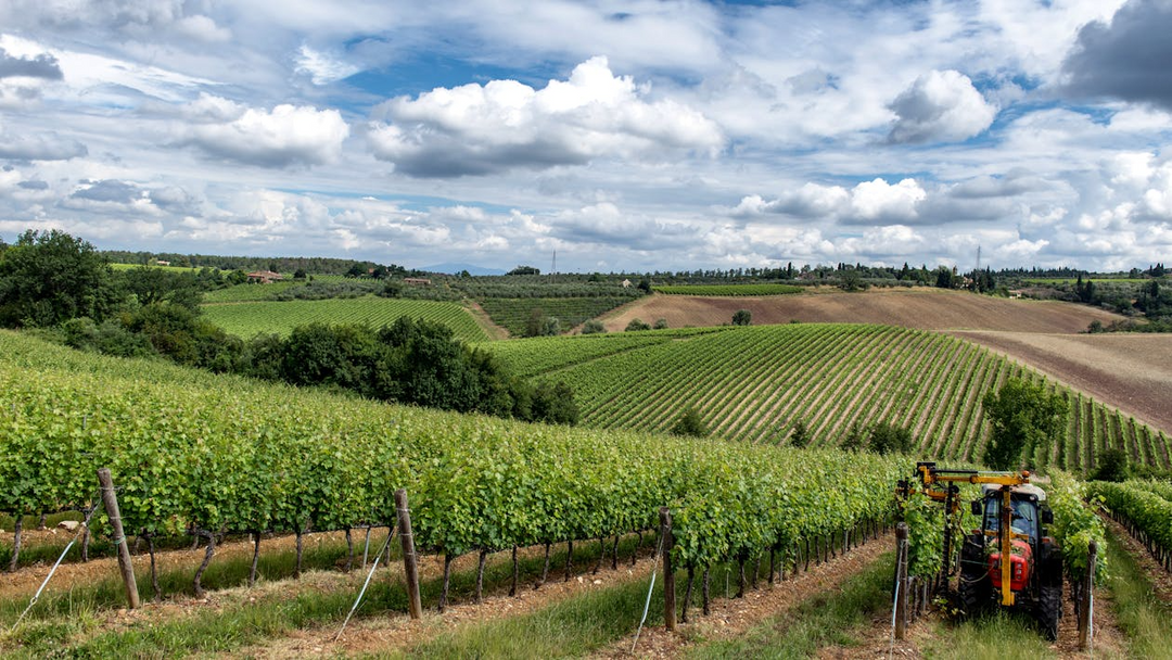 The Ultimate Beginner's Guide to Italian Wines