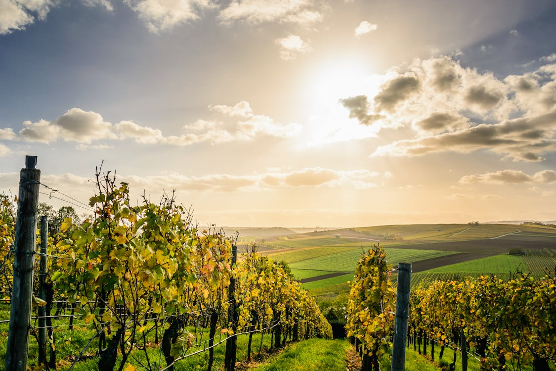 The Science of Winemaking