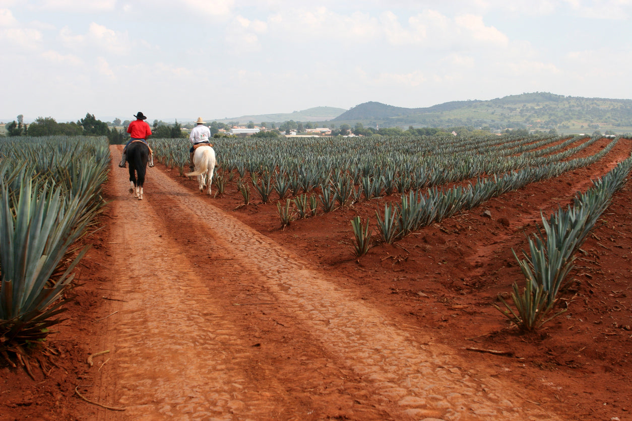 What Makes Mexican Tequila Unique?